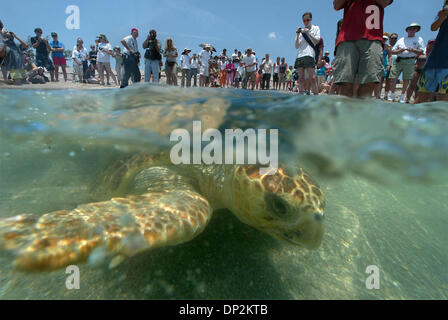 6. Juni 2006; Boca Raton, FL, USA; Oleta, eine Meeresschildkröte veröffentlicht Donnerstag Nachmittag am Strand von South Beach Park, macht es Weg zum Meer als eine Menschenmenge auf der Strand-Uhren. Es war der 1. 2 Schildkröten am Strand von den Mitarbeitern der Gumbo Limbo Nature Center veröffentlicht.  Obligatorische Credit: Foto von Bob Shanley/Palm Beach Post/ZUMA Press. (©) Copyright 2006 von Palm Beach P Stockfoto