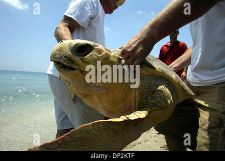 6. Juni 2006; Boca Raton, FL, USA; Eine Menschenmenge versammelt auf South Beach Park, Marine Naturschützer Dr. Kirt Rusenko, links, Release zu sehen Oleta und Sailor, zwei bedrohten Karettschildkröten, zurück zu den wilden Dienstag, 6. Juni 2006. Oleta wurde im Januar in der Nähe von Miami Beach gerettet und Seemann wurde am 18. Februar in Boca Raton gerettet. Rusenko und Assistent Rick Newman, Recht, tragen Oleta zum Surfen Stockfoto