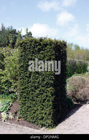 TAXUS BACCATA. EIBE HEDGE SPALTEN. Stockfoto