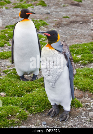 Königspinguine (Aptenodytes Patagonicus), eine Häutung, St. Andrews Bay, Süd-Georgien Stockfoto