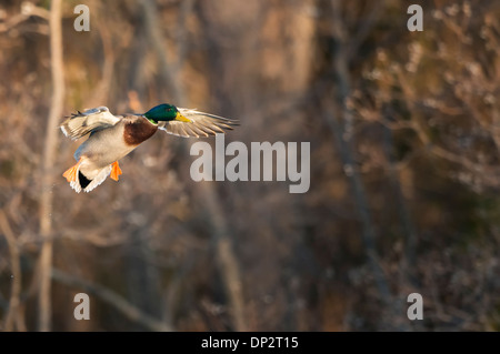 Eine Stockente (Anas Platyrhynchos) Drake bereitet sich auf Land, North Texas Stockfoto