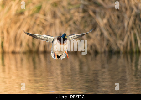 Eine Stockente (Anas Platyrhynchos) Drake kommt in für eine Landung, North Texas Stockfoto