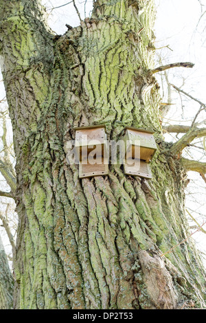 Nachschlagen im bat Boxen auf dem Stamm eines Baumes befestigt Stockfoto