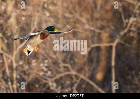 Eine Stockente (Anas Platyrhynchos) Drake bereitet sich auf Land, North Texas Stockfoto