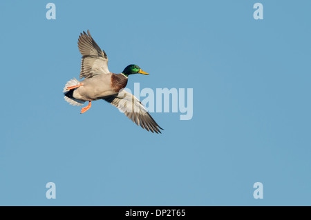 Stockente (Anas Platyrhynchos) im Flug, North Texas Stockfoto