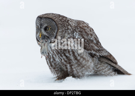 Eine Wiese Wühlmaus im Schnee Stockfotografie - Alamy