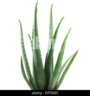 Aloe Vera Pflanze Stockfoto