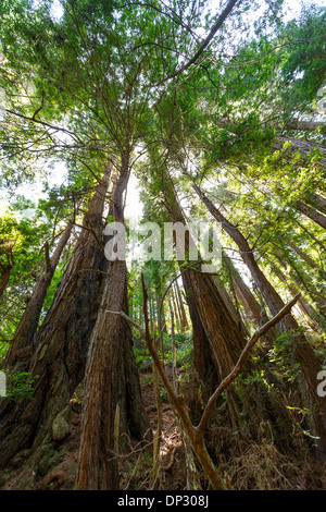 Gigantischen Redwood-Bäume sind eine beeindruckende Naturwunder von Muir Woods National Monument in der Nähe von San Francisco, Kalifornien. Stockfoto