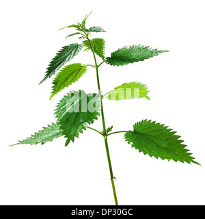 Brennessel Urtica dioica Stockfoto