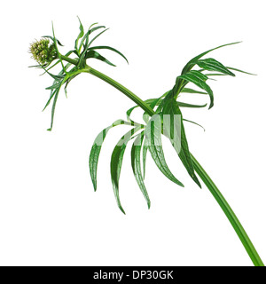 Baldrian Valeriana officinalis Stockfoto