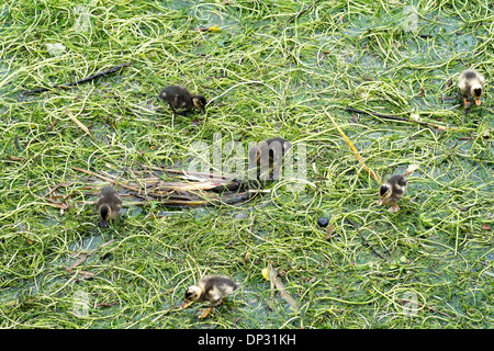 Stockente Enten füttern auf Floß der Fluß Unkraut auf den Fluss Avon Salisbury UK Stockfoto