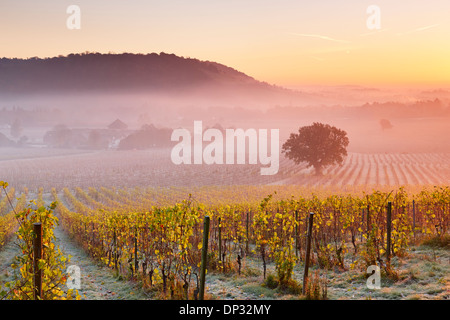 Tief liegende Nebel schwebt über Herbst Trauben Reben an Denbies Wine Estate Stockfoto