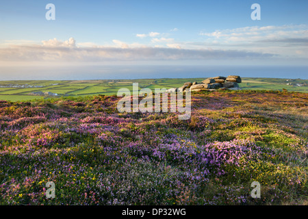 Sommer-Heidekraut wächst auf Moorland Rosewall Hill in der Nähe von St. Ives, Cornwall Stockfoto