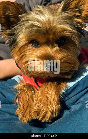 ein Foto eines jungen Yorkshire Terrier auf seine Besitzer Schoß Stockfoto