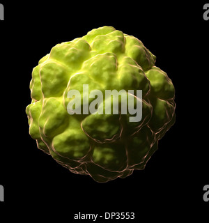 Sat-Tabak Nekrose Virus, artwork Stockfoto