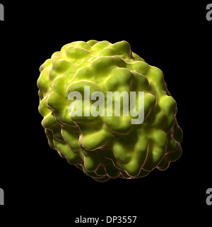 Pocken-Virus-Partikel, artwork Stockfoto