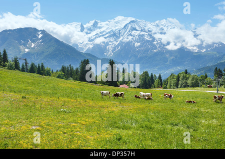 Herde Kühe auf blühende Waldwiese und Mont Blanc Bergmassiv (Tal von Chamonix, Frankreich, Blick vom Plaine Joux Stadtrand). Stockfoto