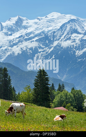 Herde Kühe auf blühende Waldwiese und Mont Blanc Bergmassiv (Tal von Chamonix, Frankreich, Blick vom Plaine Joux Stadtrand). Stockfoto