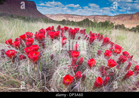 Riesige Claret Cup Kaktus, Canyon Felgen Recreation Area, Utah Echinocereus sp. Stockfoto