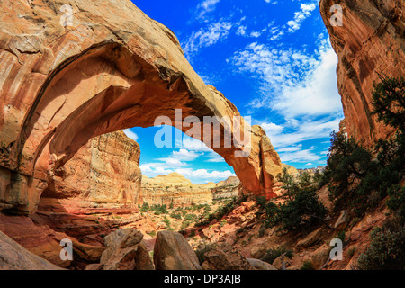 Hickman Natural Bridge, Capitol Reef National Park, Utah, Waterpocket Fold. Große natürliche Spannweite Stockfoto