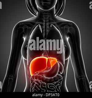 Weibliche Anatomie, artwork Stockfoto