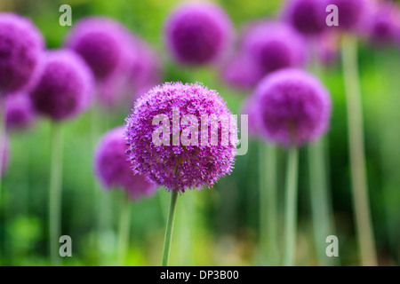 Lila Allium Blumen in voller Blüte, englische Gärten, Assiniboine Park, Winnipeg, Manitoba, Kanada Stockfoto