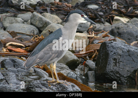 Schwarz-gekrönter Nachtreiher, Ghost Island Bleaker Island, Falkland Stockfoto