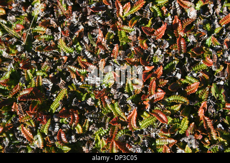 Farn Blechnum Penna-Marina, Karkasse Insel, Falkland Stockfoto