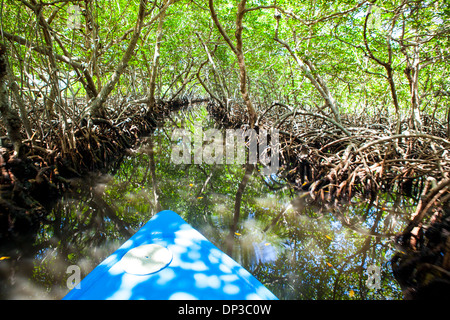 Reisegruppe durchläuft die Mangroven von Roatan in einem traditionellen Boot oder Dory. Stockfoto