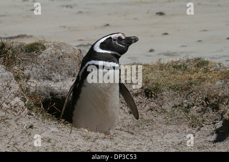 Magellan-Pinguin am Fuchsbau Eingang, Speedwell Island, Falkland Stockfoto