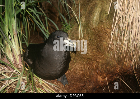 White-chinned Petrel ruft nachts am Fuchsbau Eingang, Niere Insel, Falkland Stockfoto