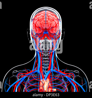 Menschliches Herz-Kreislauf-System, artwork Stockfoto