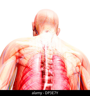 Menschlichen Nervensystem, artwork Stockfoto