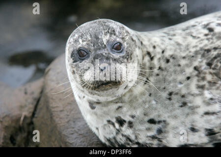 3. Juli 2006; San Diego, CA, USA; Dieses Siegel posierte für Fotos in La Jolla Kinderbecken.  Obligatorische Credit: Foto von Scott Linnett/SDU-T/ZUMA Press. (©) Copyright 2006 by SDU-T Stockfoto