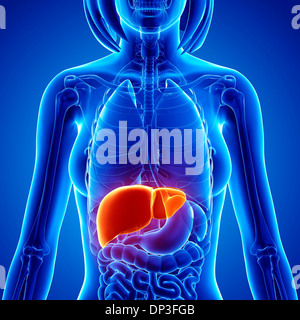 Weibliche Anatomie, artwork Stockfoto