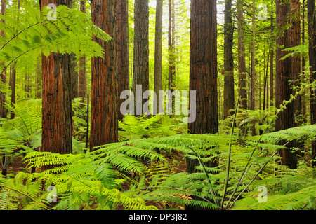 Redwood-Bäume und Farne, Whakarewarewa Wald in der Nähe von Rotorua, Bay of Plenty, Nordinsel, Neuseeland Stockfoto