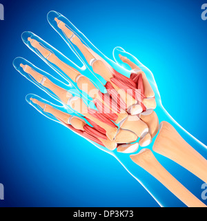 Menschliche Hand Muskulatur, artwork Stockfoto