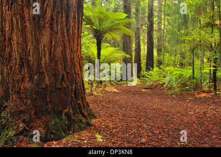 Whakarewarewa Waldweg mit Mammutbäumen, in der Nähe von Rotorua, Bay of Plenty, Nordinsel, Neuseeland Stockfoto