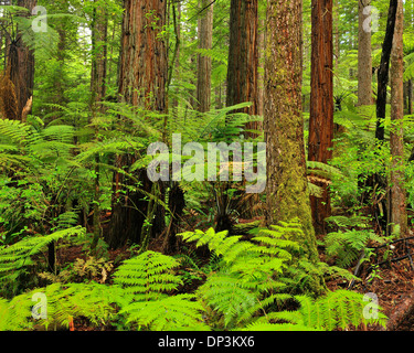 Redwood-Bäume und Farne, Whakarewarewa Wald in der Nähe von Rotorua, Bay of Plenty, Nordinsel, Neuseeland Stockfoto