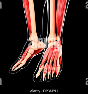 Menschliches Beinmuskulatur, artwork Stockfoto