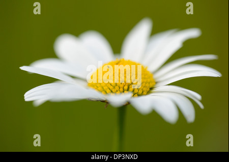 Nahaufnahme von Oxeye Daisy (Leucanthemum Vulgare) Blüte auf Wiese im Frühling, Bayern, Deutschland Stockfoto