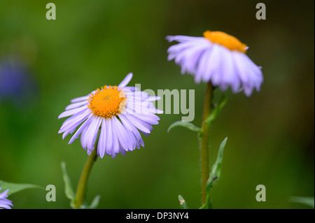 Nahaufnahme des Europäischen Bergaster (Aster Amellus) blühen im Garten im Frühjahr, Bayern, Deutschland Stockfoto