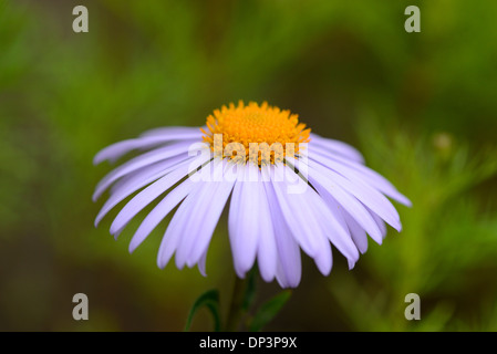 Nahaufnahme des Europäischen Bergaster (Aster Amellus) blühen im Garten im Frühjahr, Bayern, Deutschland Stockfoto