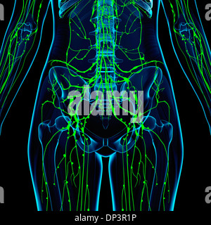 Menschliche Lymphsystem, artwork Stockfoto