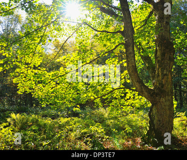 Buche (Fagus) mit Sonne, Schafstein, Ehrenberg, Berge der Rhön, Hessen, Deutschland Stockfoto