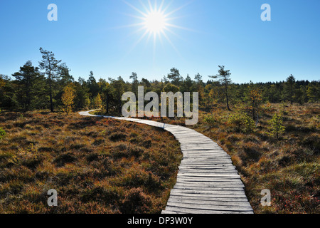Boardwalk durch Moor mit Sonne im Himmel im Herbst, Schwarzes Moor, Fladungen, Rhön Berge, Bayern, Deutschland Stockfoto