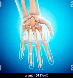 Knochen der menschlichen Hand, artwork Stockfoto