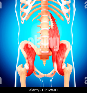 Menschlichen Hüfte Muskulatur, artwork Stockfoto