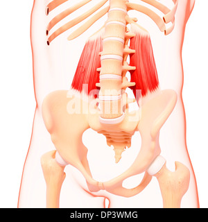 Menschlichen Hüfte Muskulatur, artwork Stockfoto