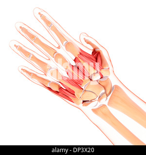 Menschliche Hand Muskulatur, artwork Stockfoto